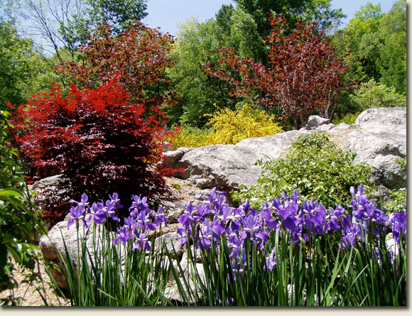 Iris Garden