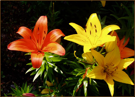 Bulbs in Bloom