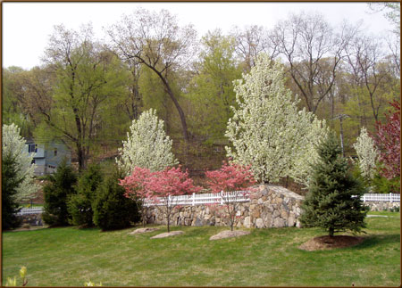 Flowering Trees