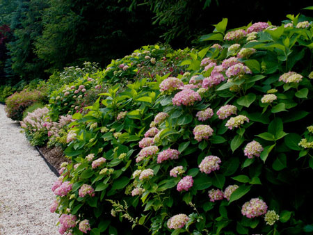 Residential Gardens