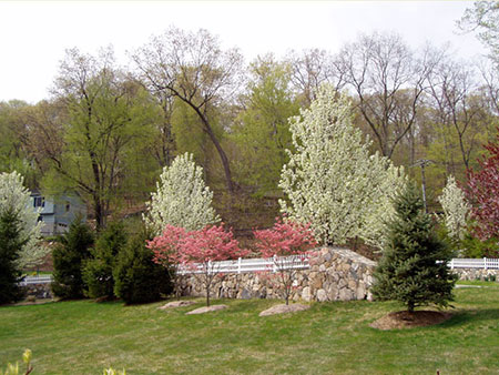 Flowering Trees