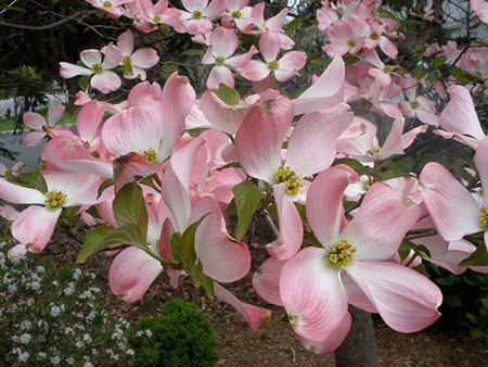 Dogwood Blossoms