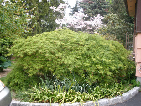 Green Weeping Japanese Cutleaf Maple