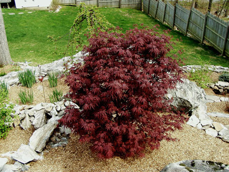 Japanese Maple