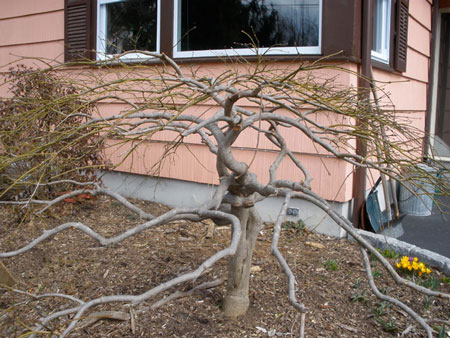 Japanese Maple