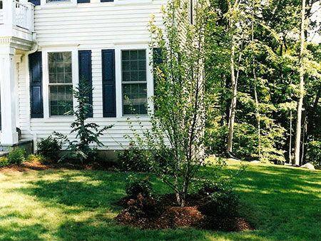 Weeping Blue Atlas Cedar