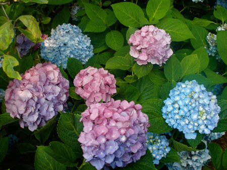 Hydrangea Blossoms