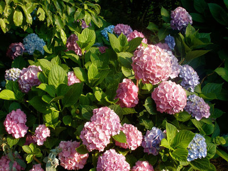 Hydrangea — 3 color