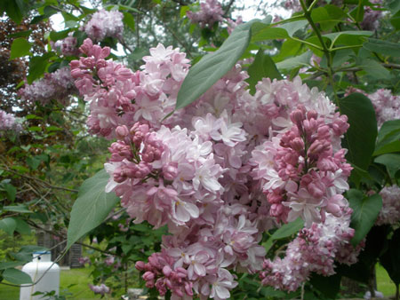 Lilac Blossoms