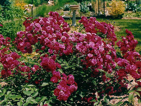 Shrub Rose