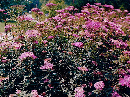 Pink Spirea