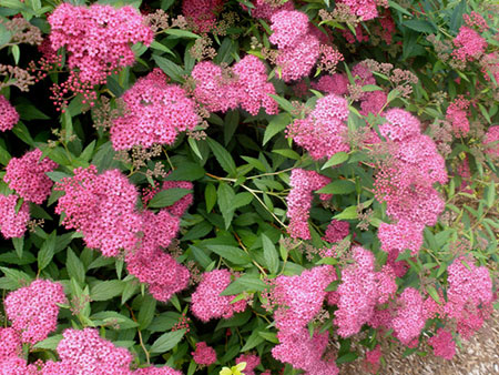 Pink Spirea Blossoms