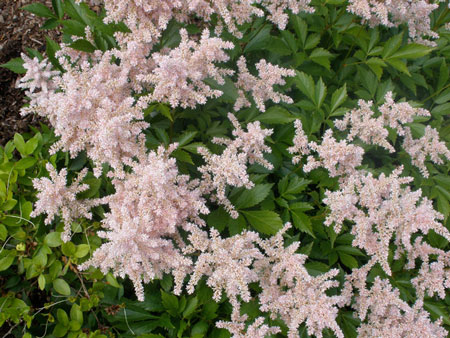 Astilbe