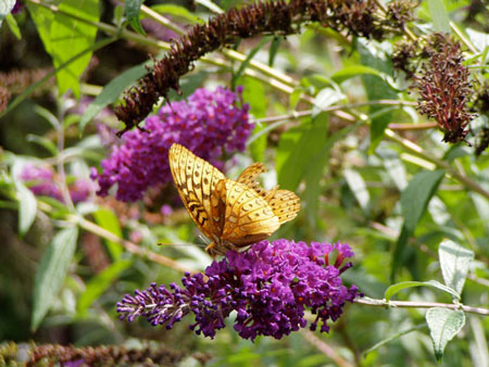 Buddleia