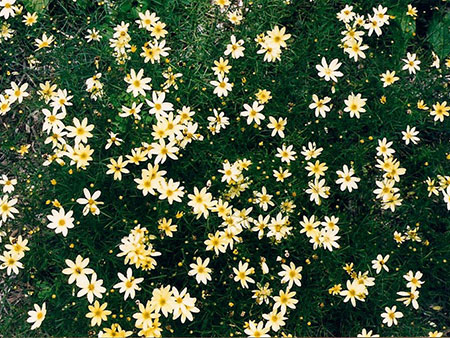 Coreopsis