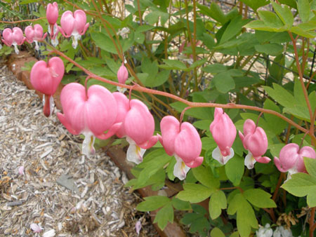 Dicentra