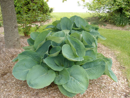 Hosta