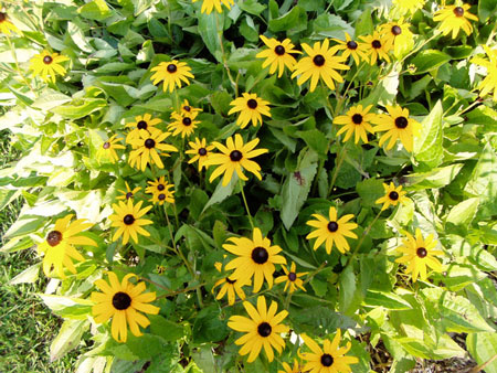 Rudbeckia