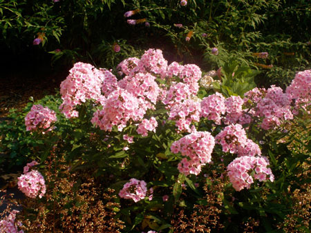 Summer Phlox