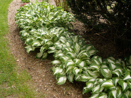 Variegated Hosta