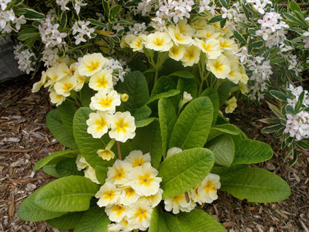 Yellow Primrose